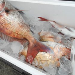 こうゆう丸 釣果