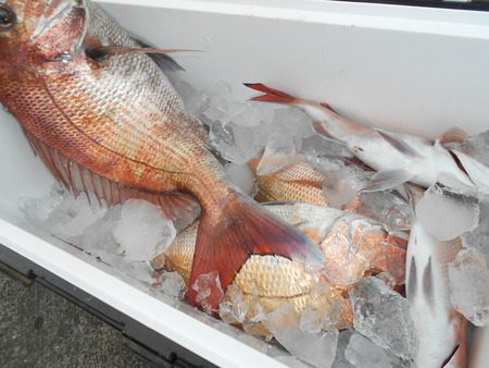 こうゆう丸 釣果