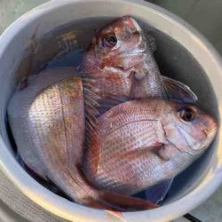 遊漁船 セトマリン 釣果