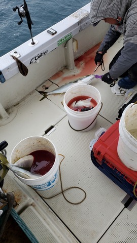 遊漁船　ニライカナイ 釣果