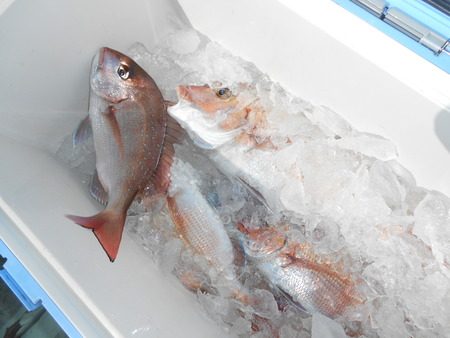 こうゆう丸 釣果