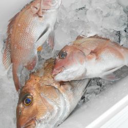 こうゆう丸 釣果