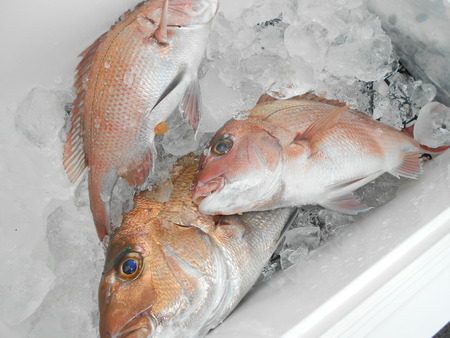 こうゆう丸 釣果