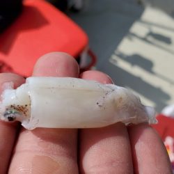 遊漁船 ニライカナイ 釣果