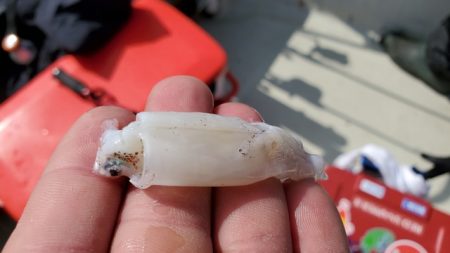 遊漁船 ニライカナイ 釣果