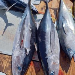 小海途 釣果