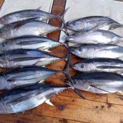 小海途 釣果