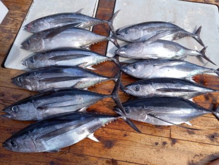小海途 釣果
