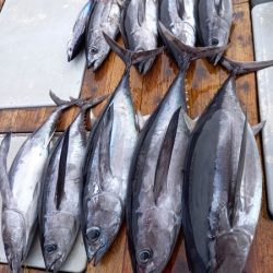 小海途 釣果