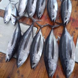小海途 釣果