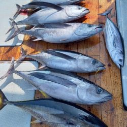 小海途 釣果
