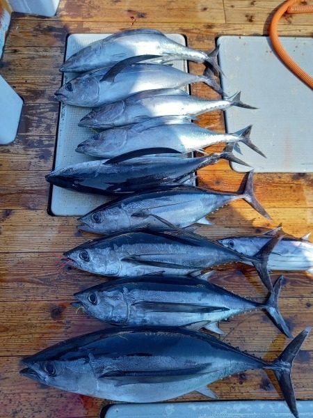 小海途 釣果