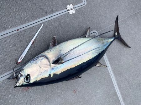 へいみつ丸 釣果