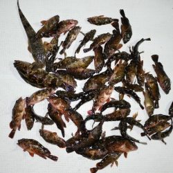 TOPGUN名古屋 釣果