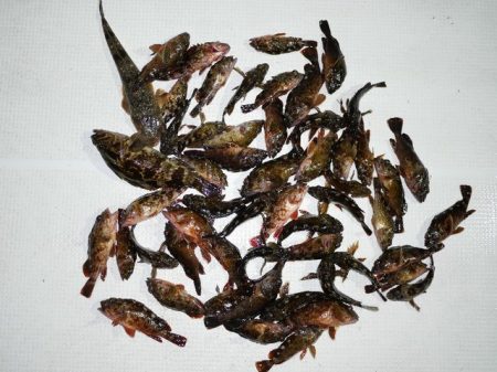 TOPGUN名古屋 釣果