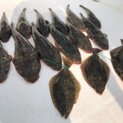 Magic（マジック） 釣果