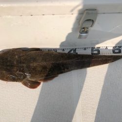 Magic（マジック） 釣果