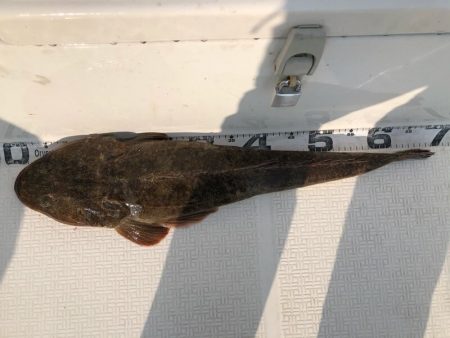 Magic（マジック） 釣果