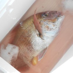 こうゆう丸 釣果