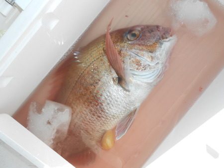 こうゆう丸 釣果