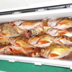 第二むつ漁丸 釣果