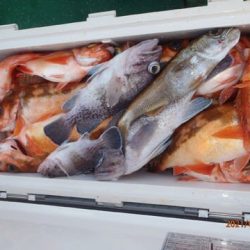 第二むつ漁丸 釣果