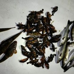 TOPGUN名古屋 釣果