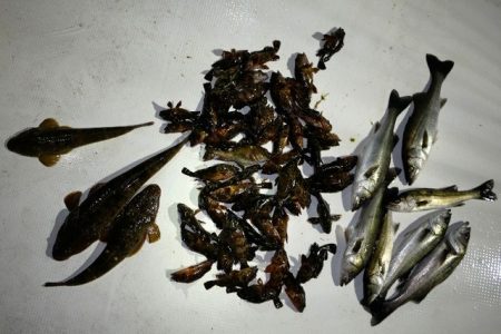 TOPGUN名古屋 釣果