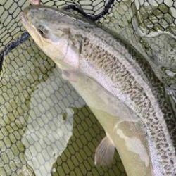 フィッシング サンクチュアリ 釣果