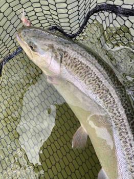 フィッシング サンクチュアリ 釣果