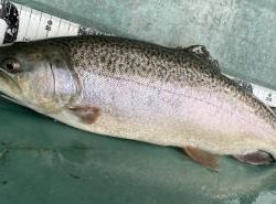 フィッシング サンクチュアリ 釣果