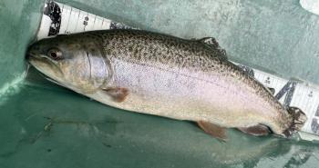 フィッシング サンクチュアリ 釣果