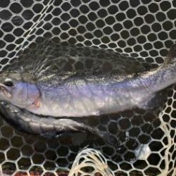 フィッシング サンクチュアリ 釣果