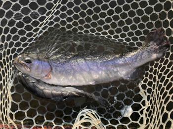 フィッシング サンクチュアリ 釣果