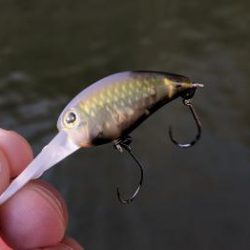 フィッシング サンクチュアリ 釣果