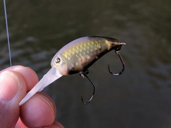 フィッシング サンクチュアリ 釣果