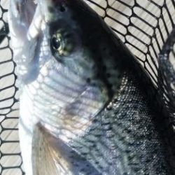 フィッシング サンクチュアリ 釣果