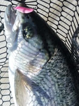 フィッシング サンクチュアリ 釣果