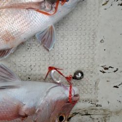 遊漁船　ニライカナイ 釣果