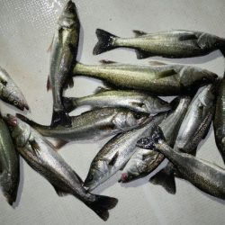 TOPGUN名古屋 釣果