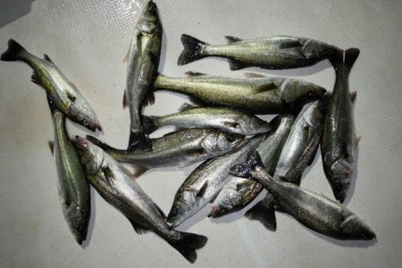 TOPGUN名古屋 釣果