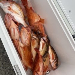 シーモンキー 釣果