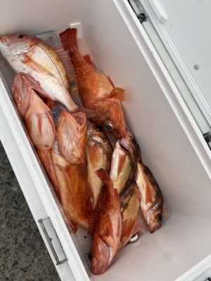 シーモンキー 釣果