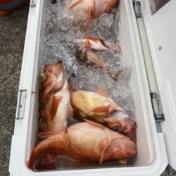 シーモンキー 釣果