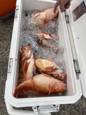 シーモンキー 釣果