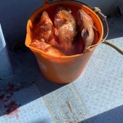 シーモンキー 釣果