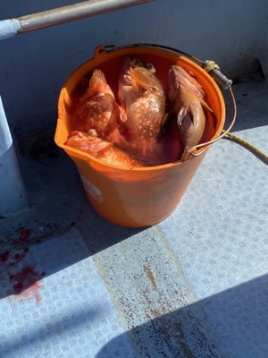 シーモンキー 釣果