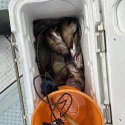 リトルワン 釣果