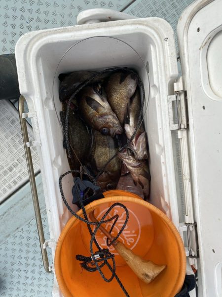 リトルワン 釣果