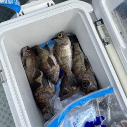 リトルワン 釣果